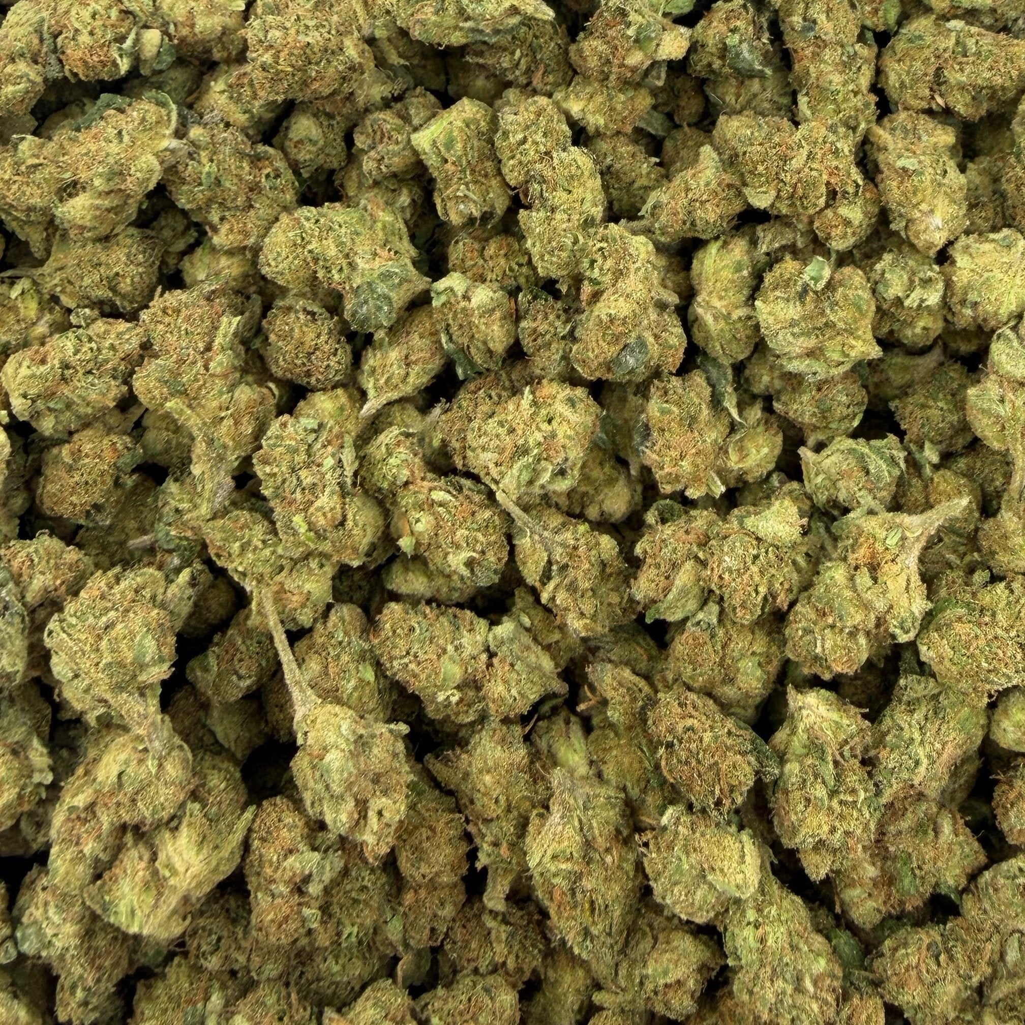 Sugar Cookies bulk THCA flower — Plain Jane 1 lb