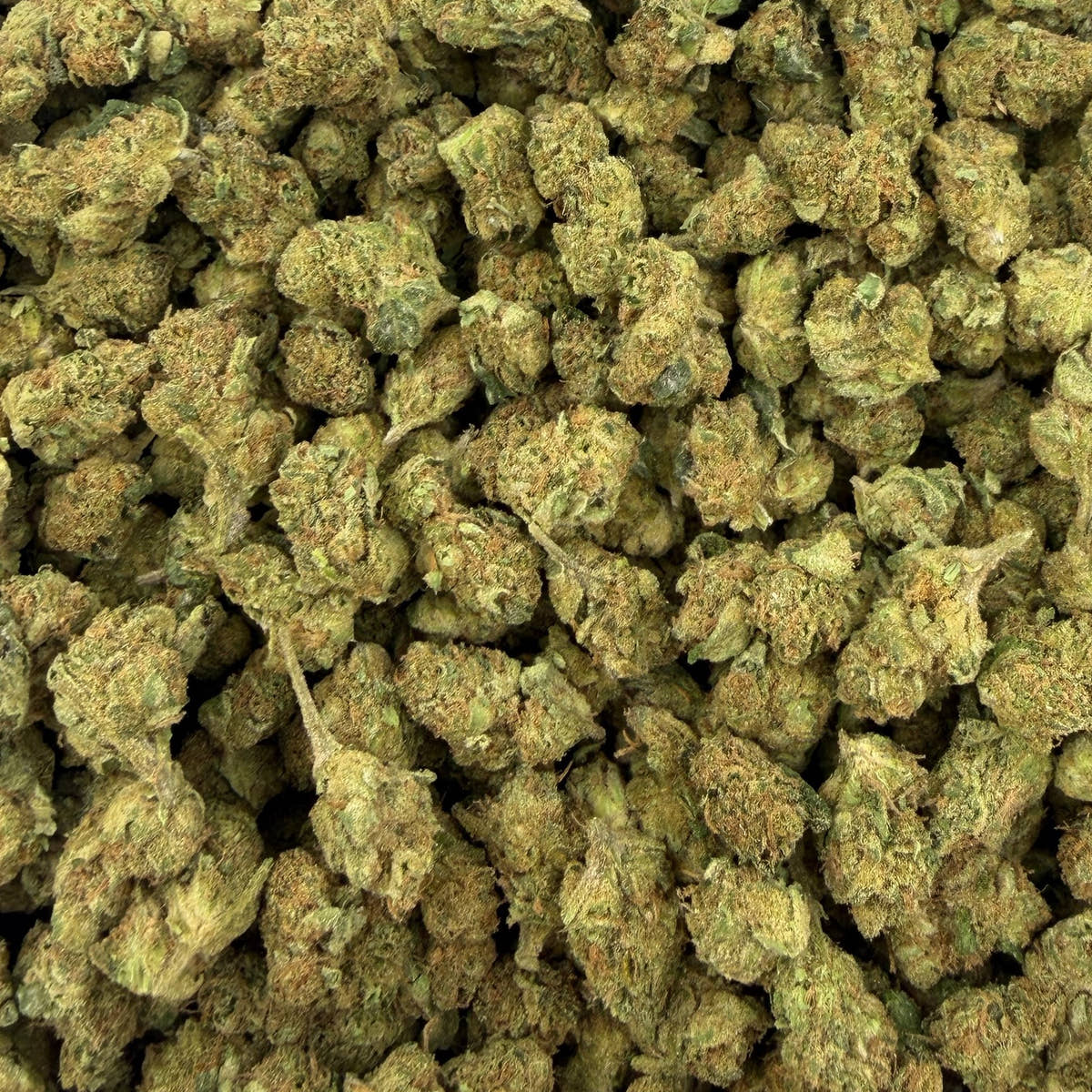 Sugar Cookies bulk THCA flower — Plain Jane 1 lb