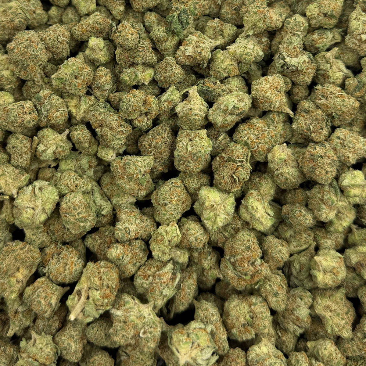 Sugar Tartz bulk THCA flower — Plain Jane 1 lb