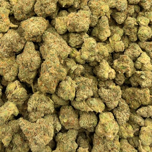 Sugar Tartz bulk THCA flower — Plain Jane 1 lb