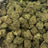 Super Boof bulk THCA flower — Plain Jane 1 lb