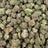 Super Boof bulk THCA flower — Plain Jane 1 lb