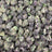Super Buff Cherry bulk THCA flower — Plain Jane 1 lb