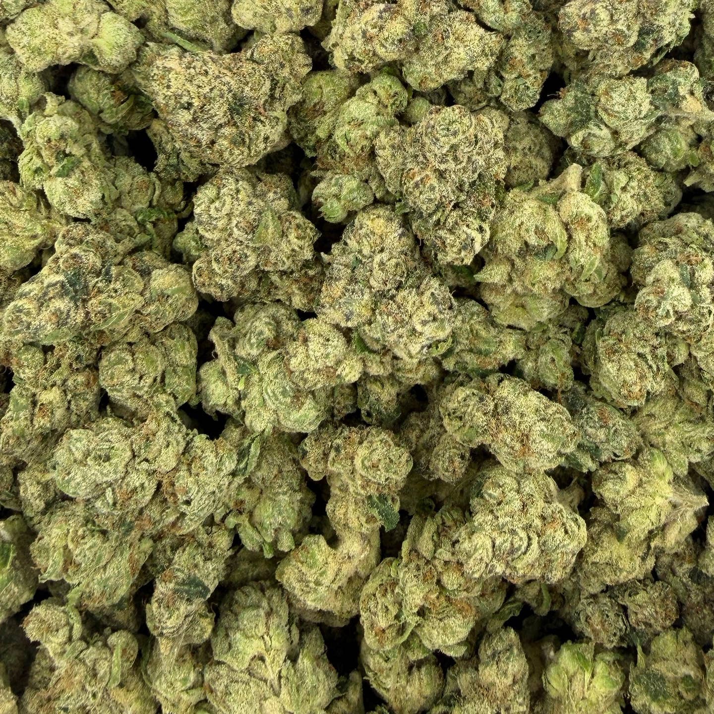 Super Candy bulk THCA flower — Plain Jane 1 lb