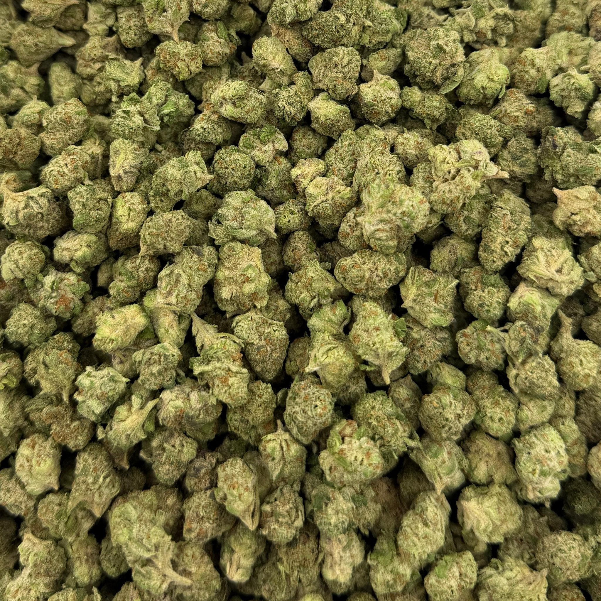 Super Jack bulk THCA flower — Plain Jane 1 lb