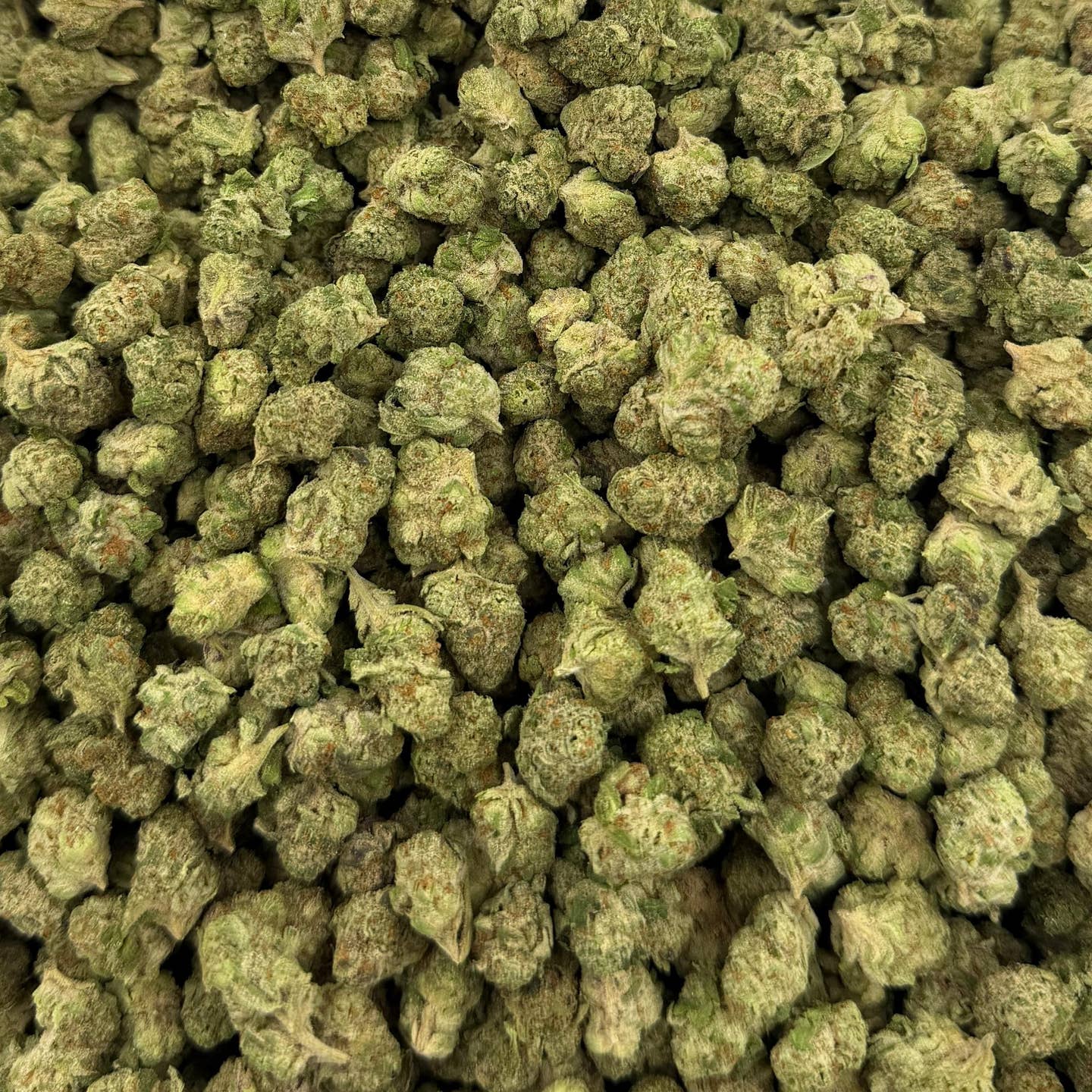 Super Jack bulk THCA flower — Plain Jane 1 lb
