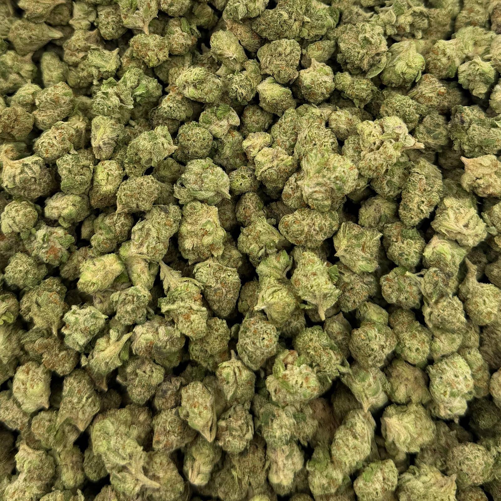 Super Jack bulk THCA flower — Plain Jane 1 lb