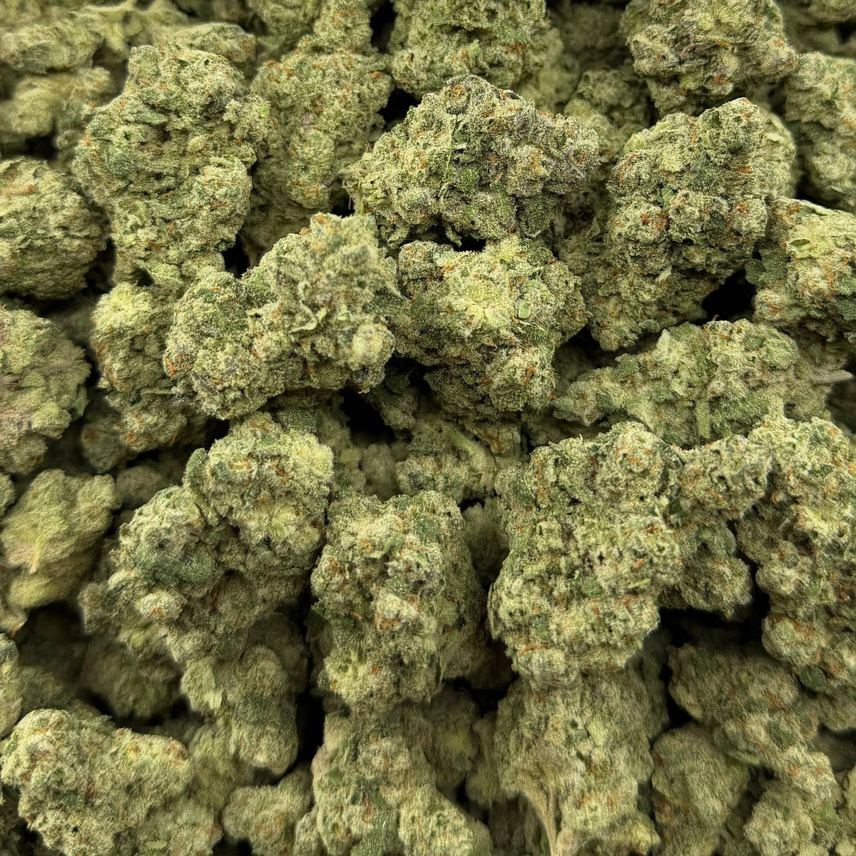 Super Jack bulk THCA flower — Plain Jane 1 lb