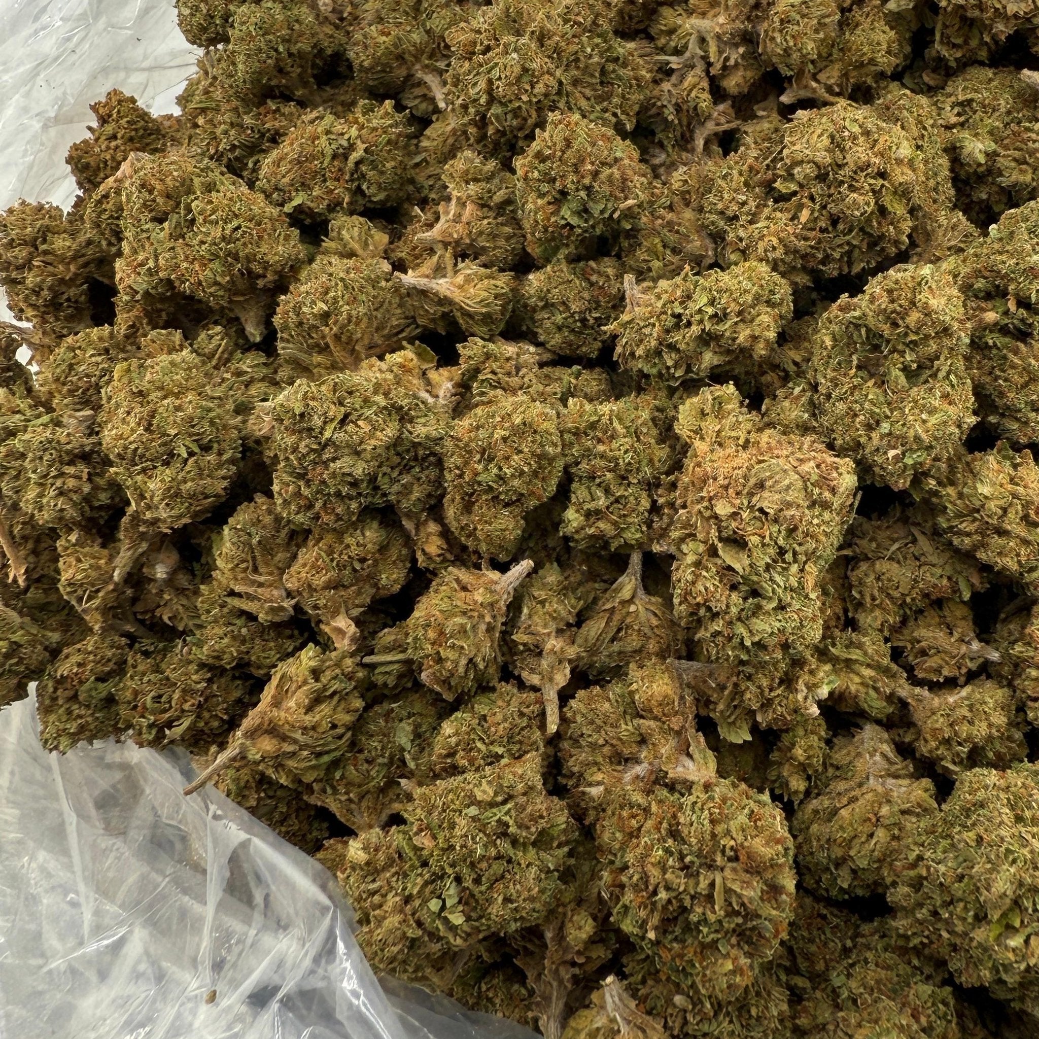 Super Runtz bulk THCA flower — Plain Jane 1 lb