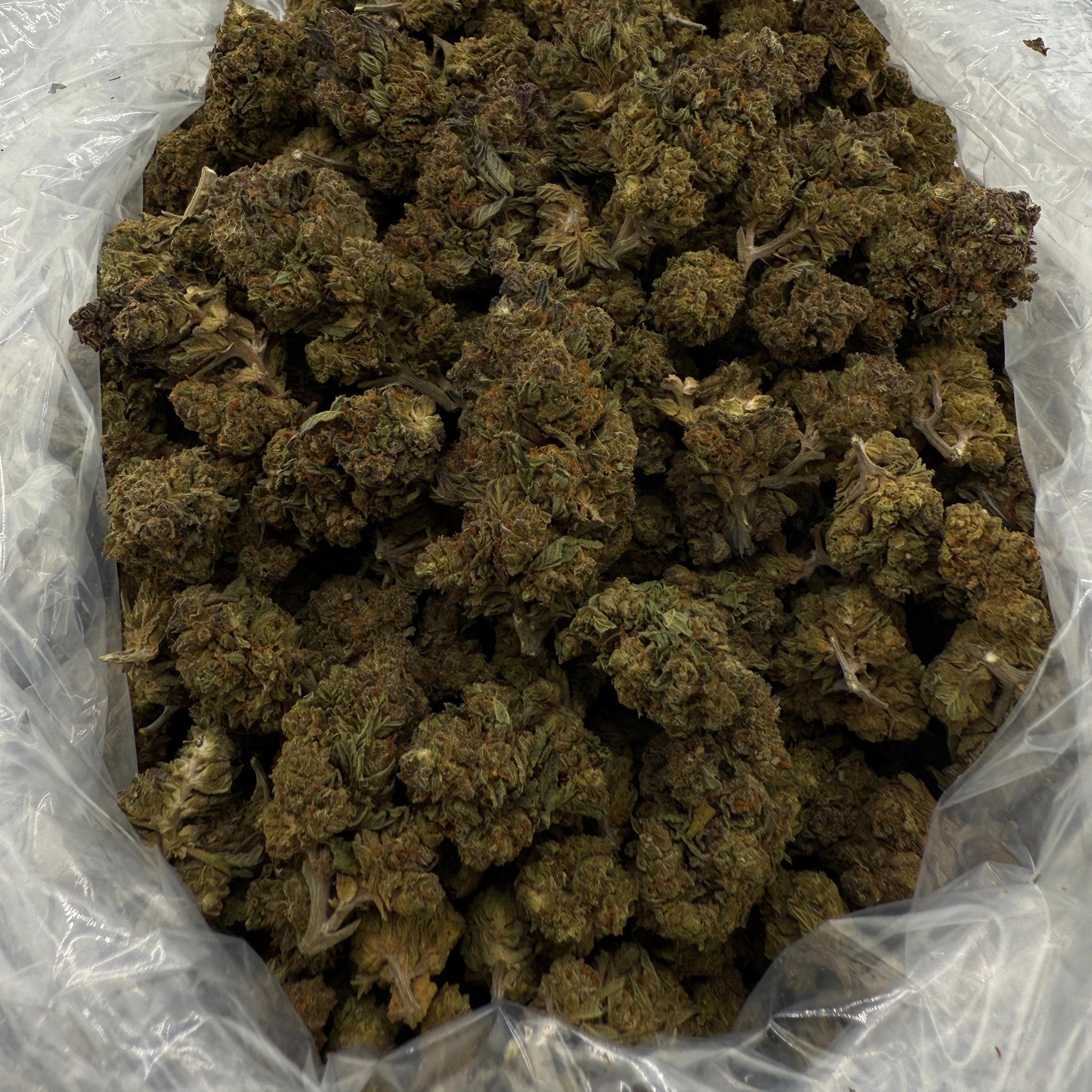 Supreme Gelato bulk THCA flower — Plain Jane 1 lb
