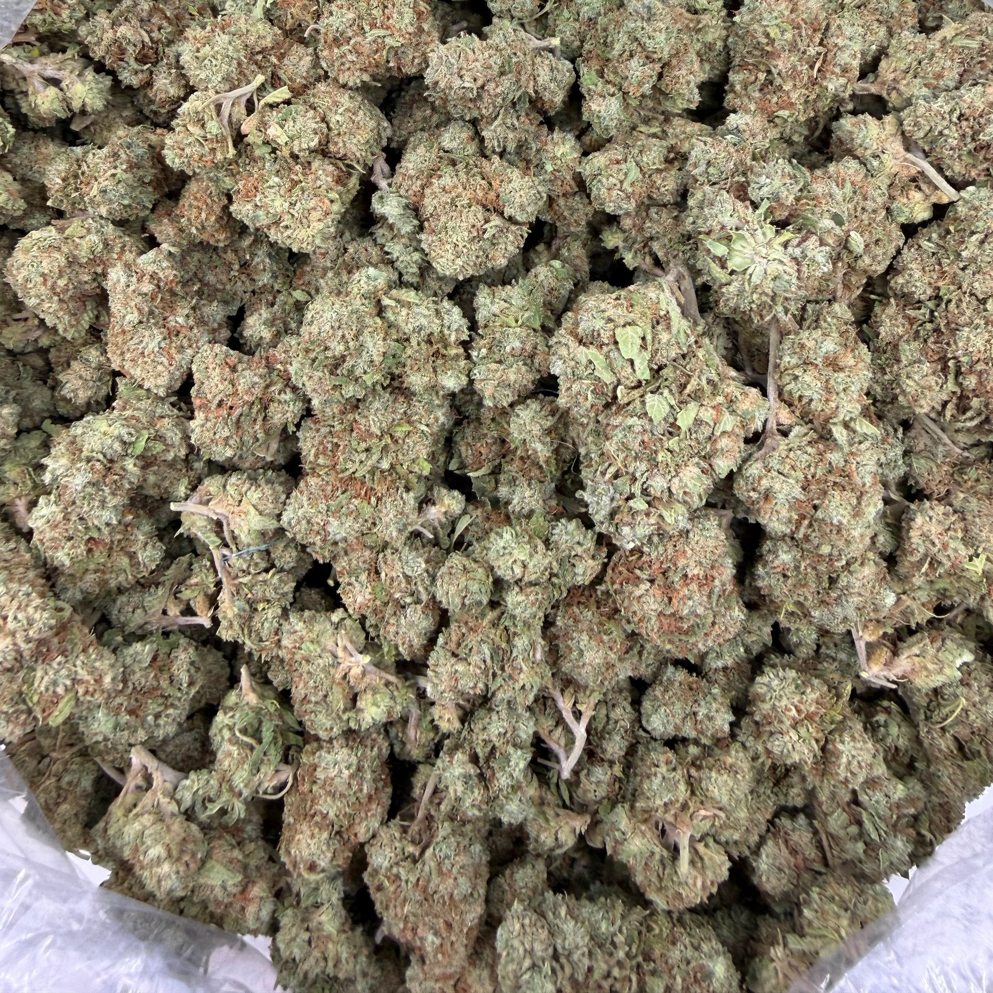 Supreme Runtz bulk THCA flower — Plain Jane 1 lb
