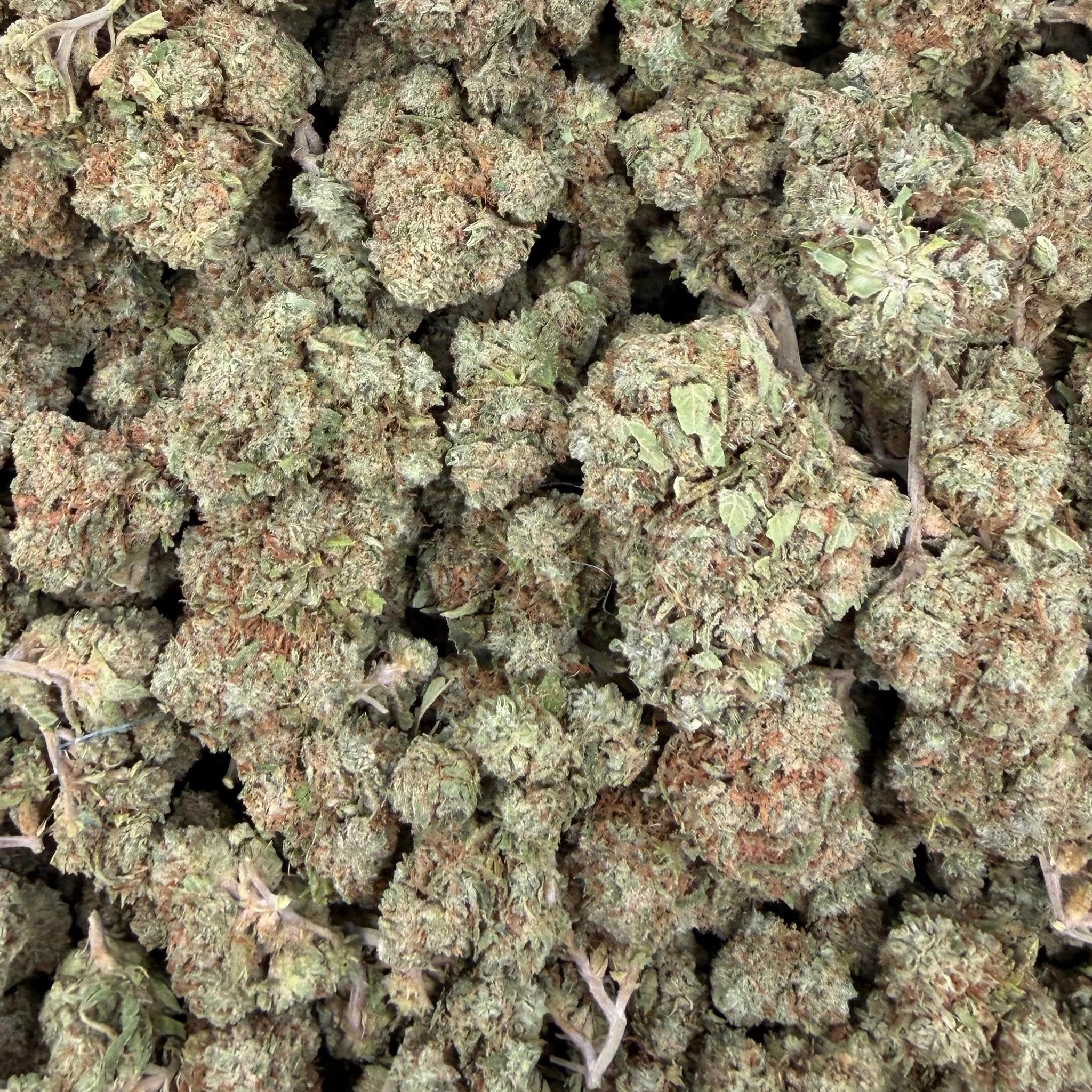 Supreme Runtz bulk THCA flower — Plain Jane 1 lb