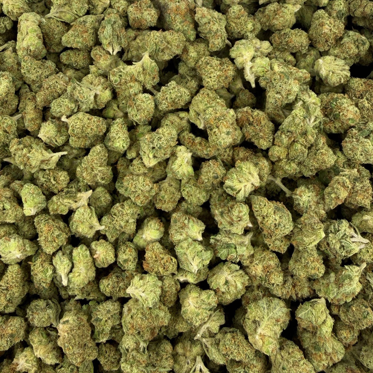Tahoe OG bulk THCA flower — Plain Jane 1 lb