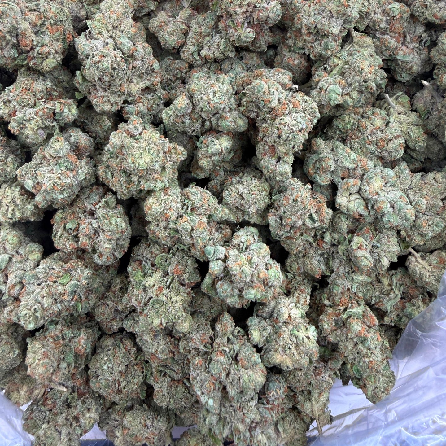 Tangerine Dreams bulk THCA flower — Plain Jane 1 lb
