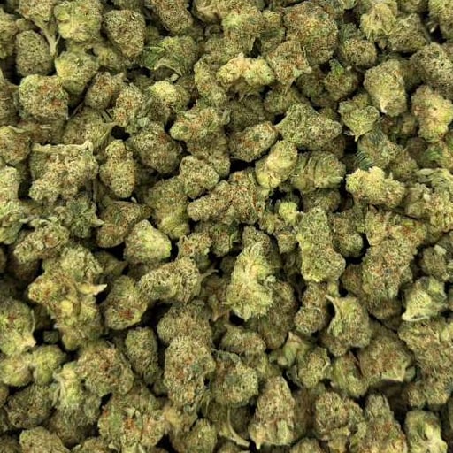 Tangerine Dreams bulk THCA flower — Plain Jane 1 lb