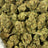 Tangerine Dreams bulk THCA flower — Plain Jane 1 lb