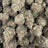 Tangerine Dreams bulk THCA flower — Plain Jane 1 lb