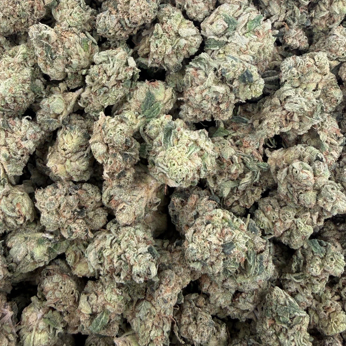 Tangerine Tree bulk THCA flower — Plain Jane 1 lb