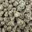 Tangerine Tree bulk THCA flower — Plain Jane 1 lb