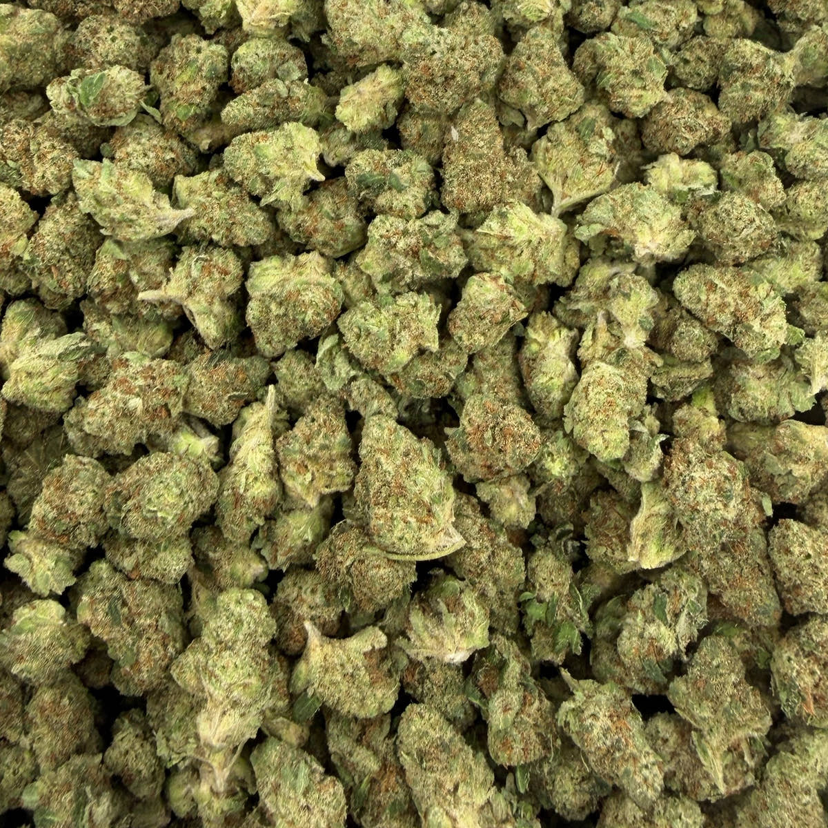 Tangerine Tree bulk THCA flower — Plain Jane 1 lb