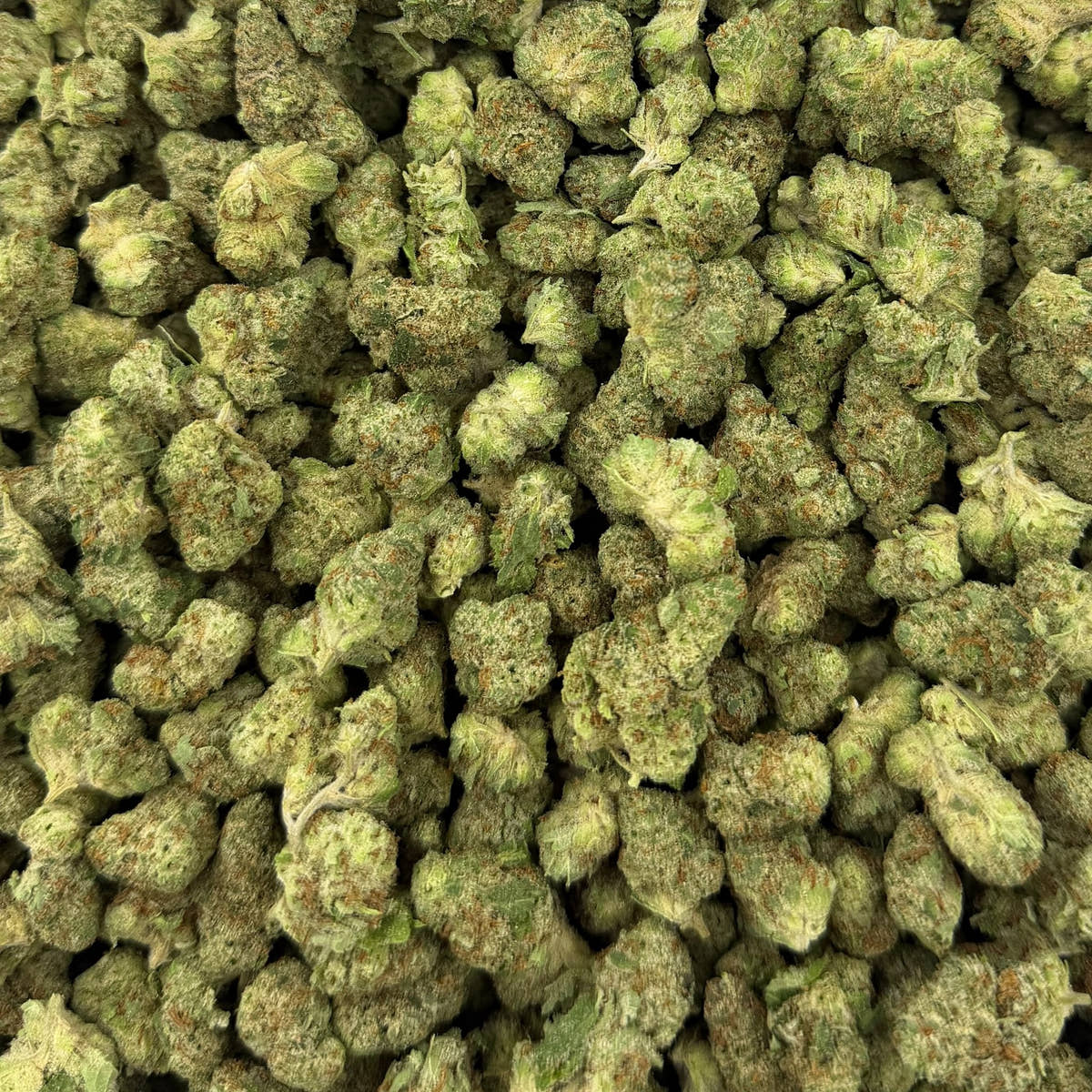 Tangerine Tree bulk THCA flower — Plain Jane 1 lb