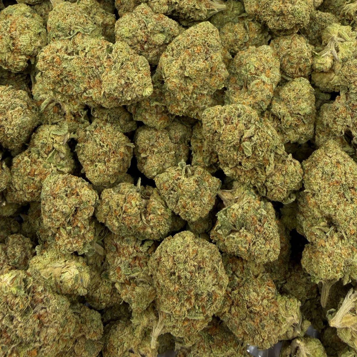 Think Tank bulk THCA flower — Plain Jane 1 lb