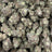 Toronja bulk THCA flower — Plain Jane 1 lb