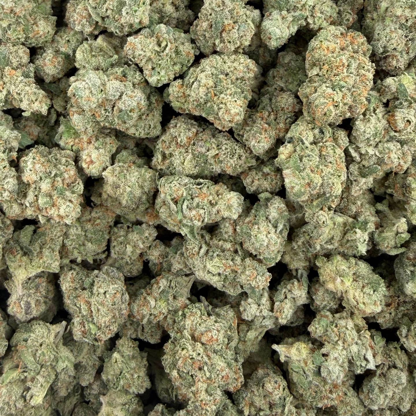 Tote Candy bulk THCA flower — Plain Jane 1 lb