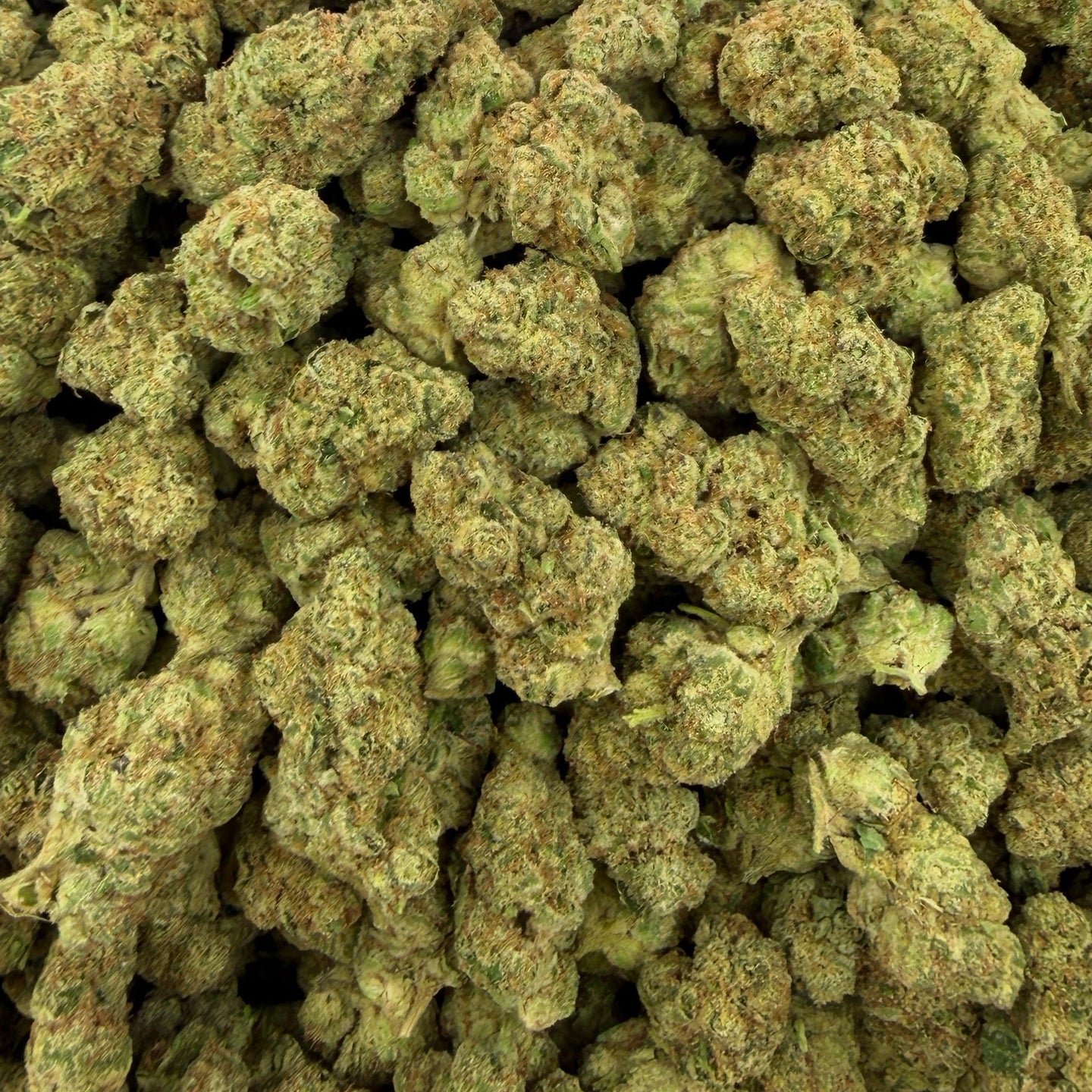 Tote Candy bulk THCA flower — Plain Jane 1 lb
