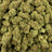 Tote Candy bulk THCA flower — Plain Jane 1 lb