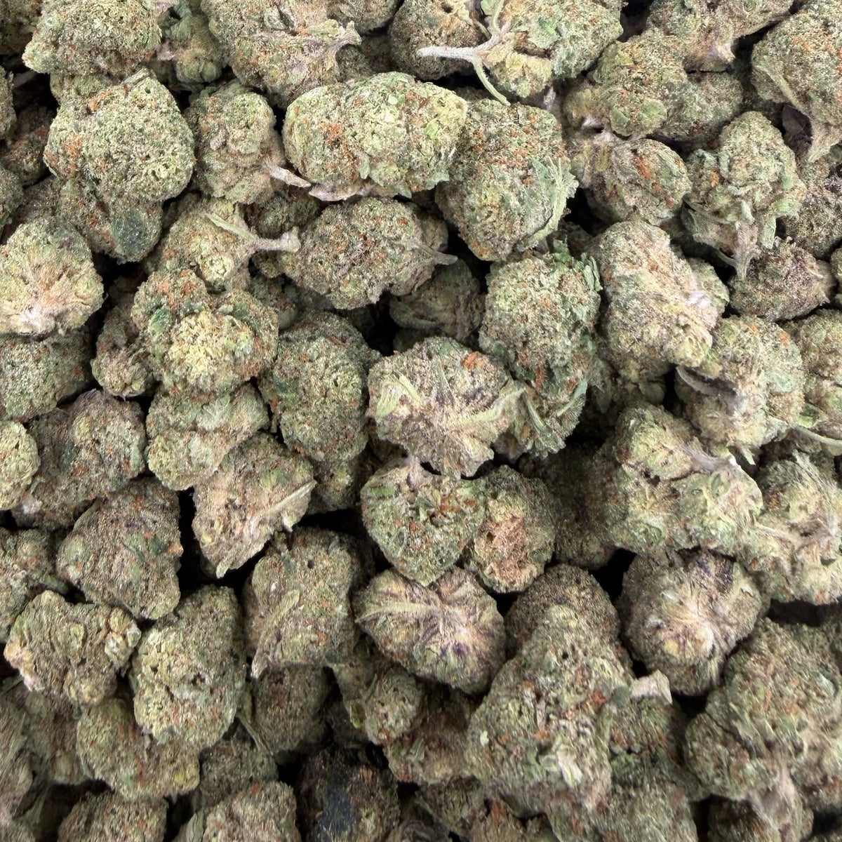 Trap Fuel bulk THCA flower — Plain Jane 1 lb