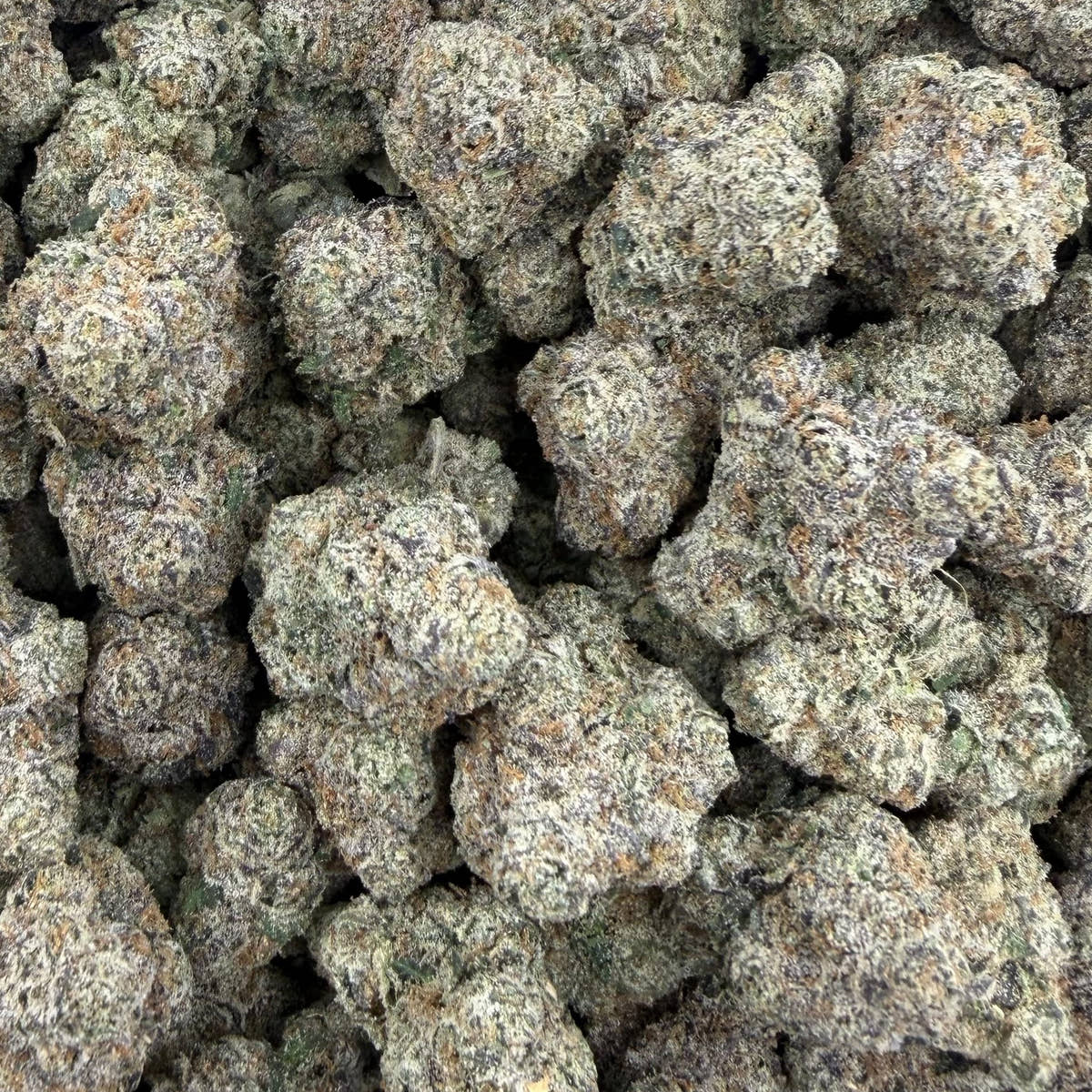Trap Queen bulk THCA flower — Plain Jane 1 lb