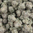 Trap Queen bulk THCA flower — Plain Jane 1 lb