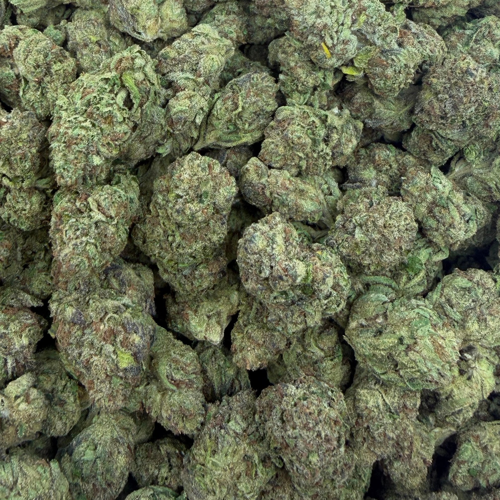 Triple Candy bulk THCA flower — Plain Jane 1 lb