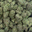 Triple Candy bulk THCA flower — Plain Jane 1 lb