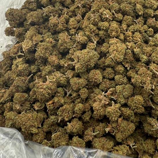 Triple OG bulk THCA flower — Plain Jane 1 lb