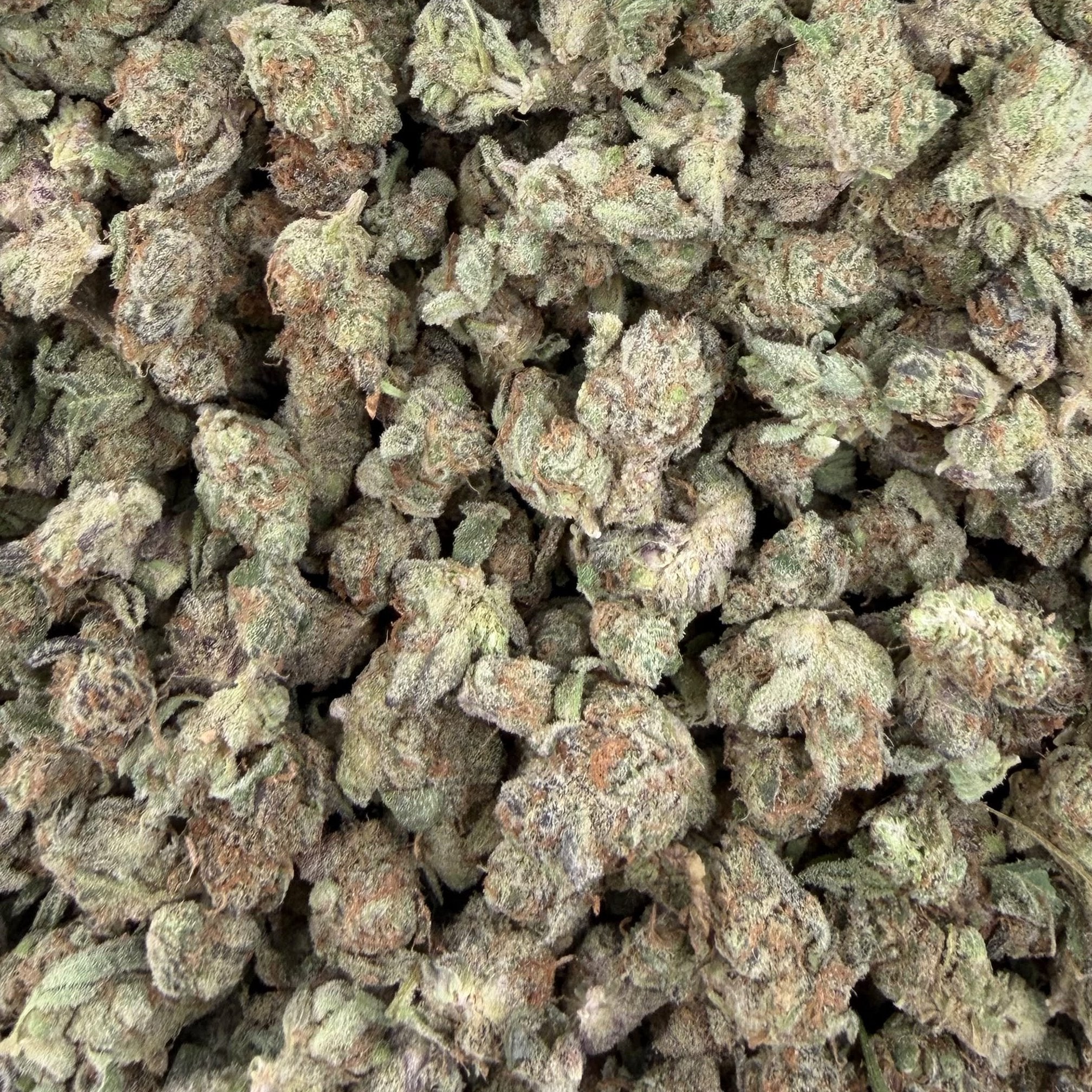 Triple Scoop bulk THCA flower — Plain Jane 1 lb