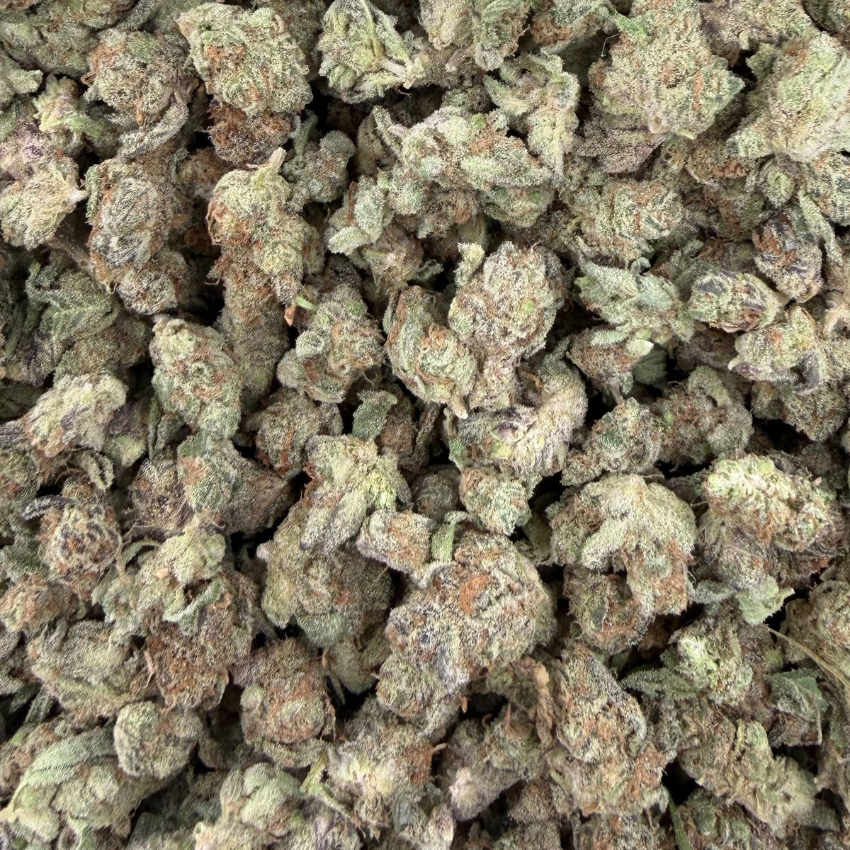 Triple Scoop bulk THCA flower — Plain Jane 1 lb
