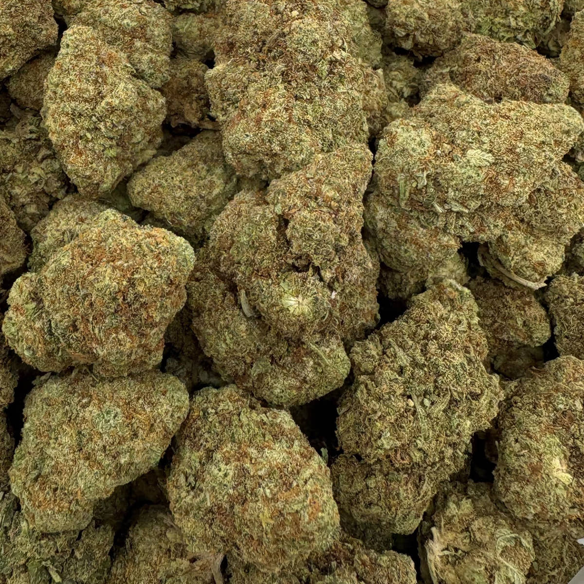 Triple Scoop bulk THCA flower — Plain Jane 1 lb