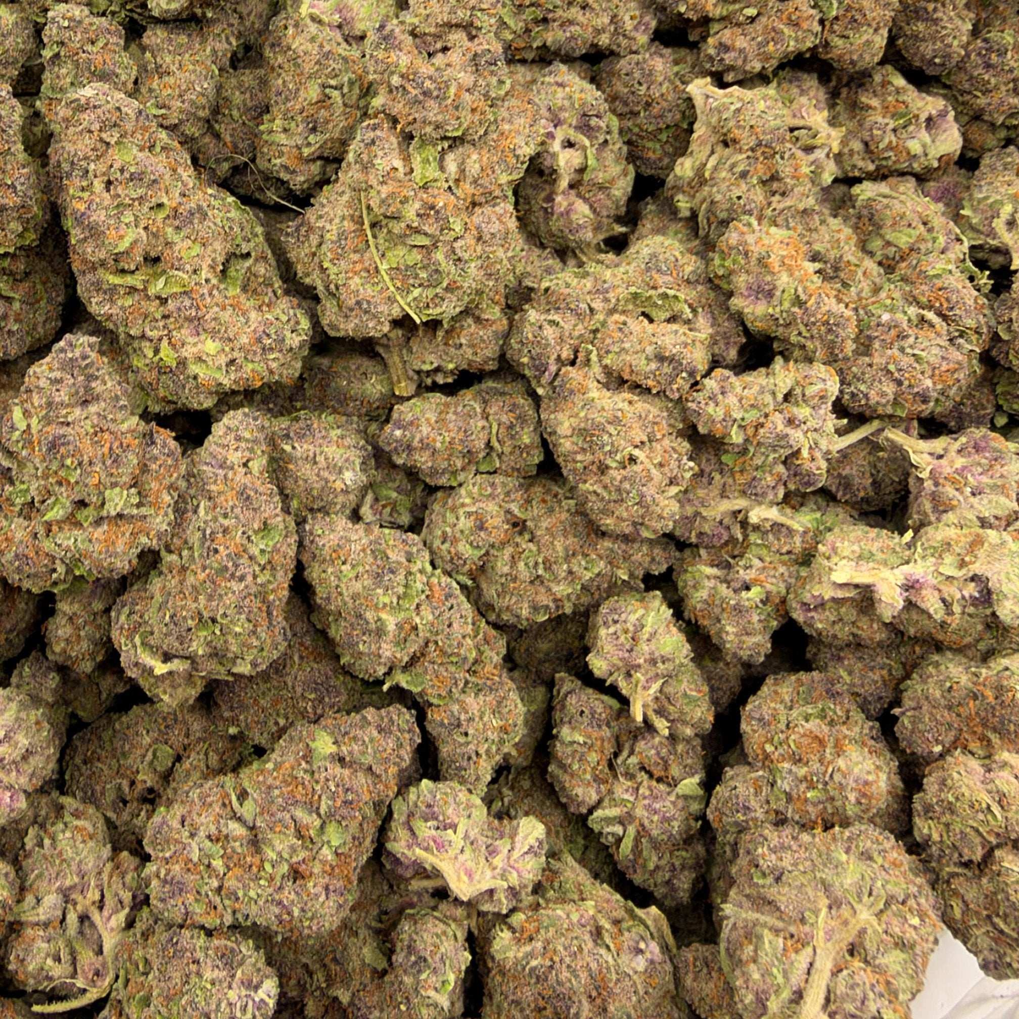 Trop Cherry bulk THCA flower — Plain Jane 1 lb