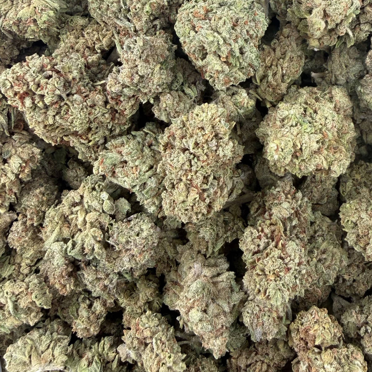 Velvet Berry bulk THCA flower — Plain Jane 1 lb