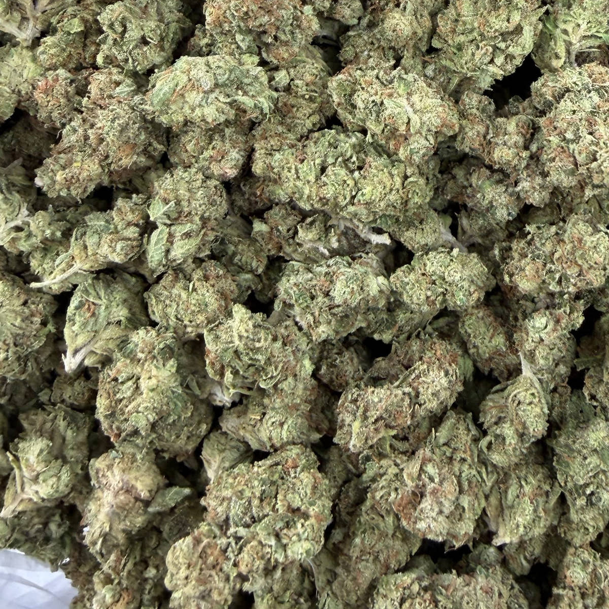Versace Runtz bulk THCA flower — Plain Jane 1 lb