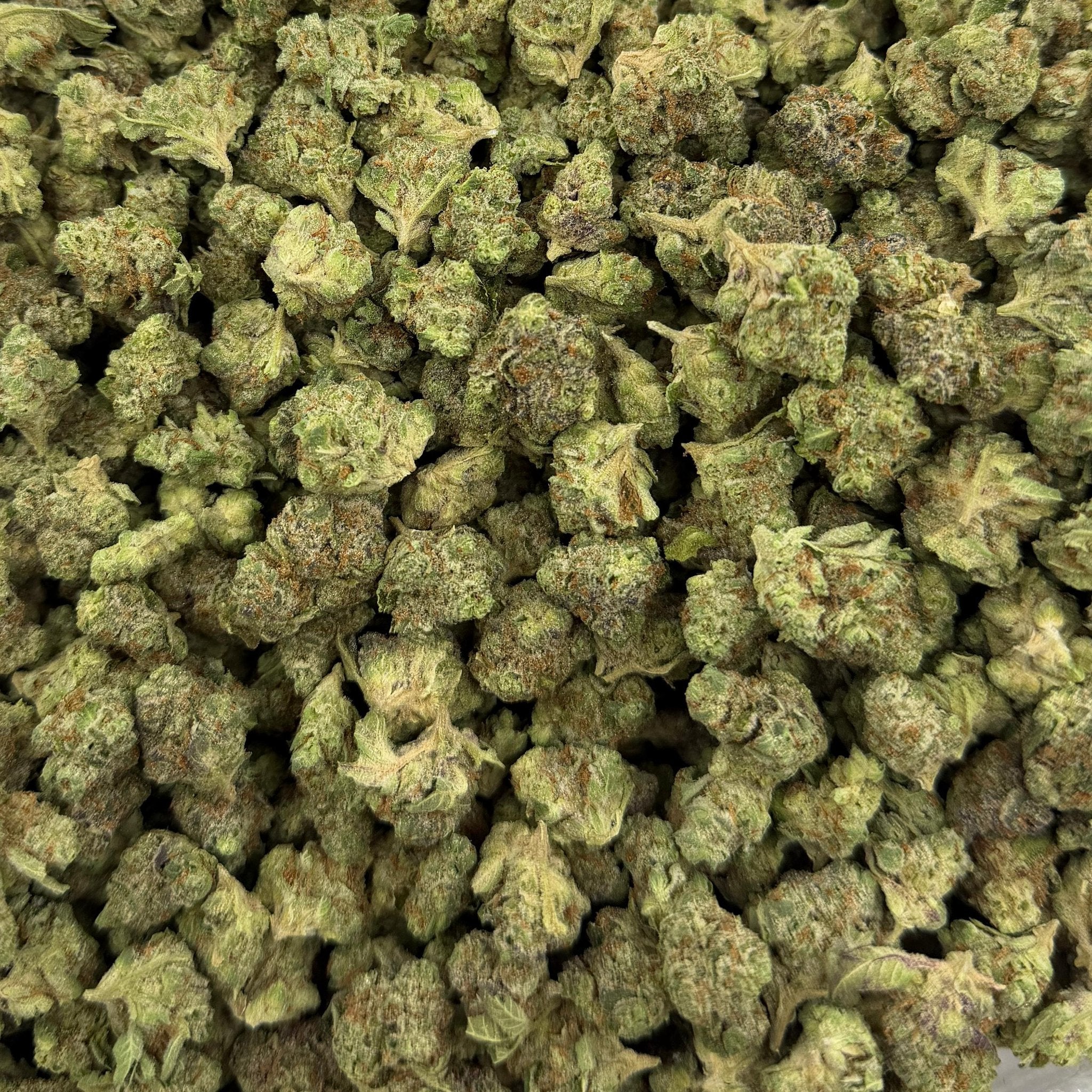 Watermelon Gelato bulk THCA flower — Plain Jane 1 lb