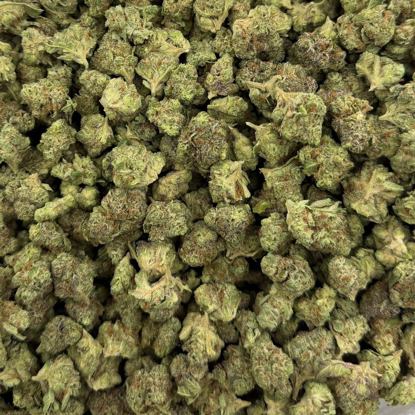 Watermelon Gelato bulk THCA flower — Plain Jane 1 lb