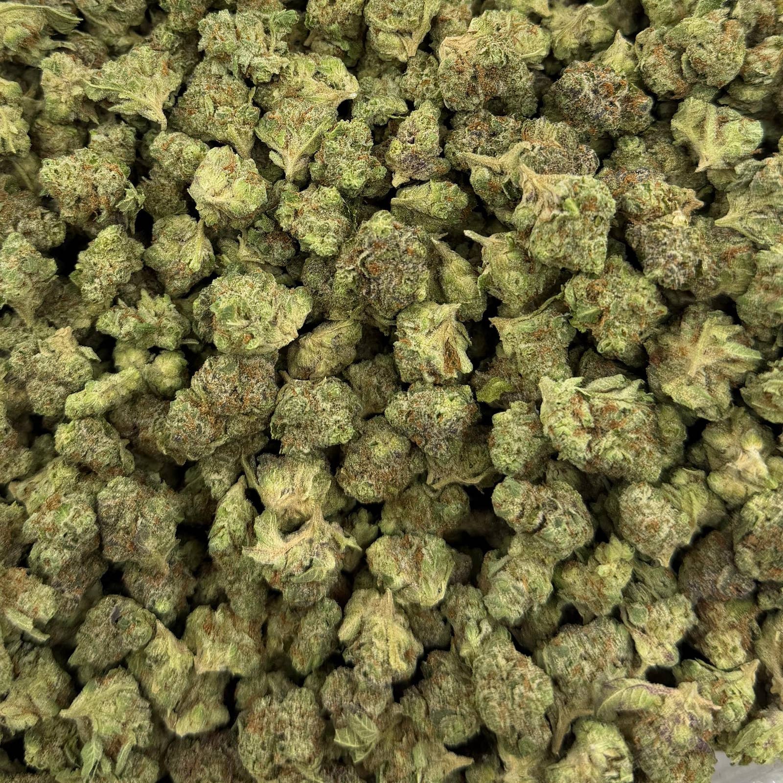 Watermelon Gelato bulk THCA flower — Plain Jane 1 lb