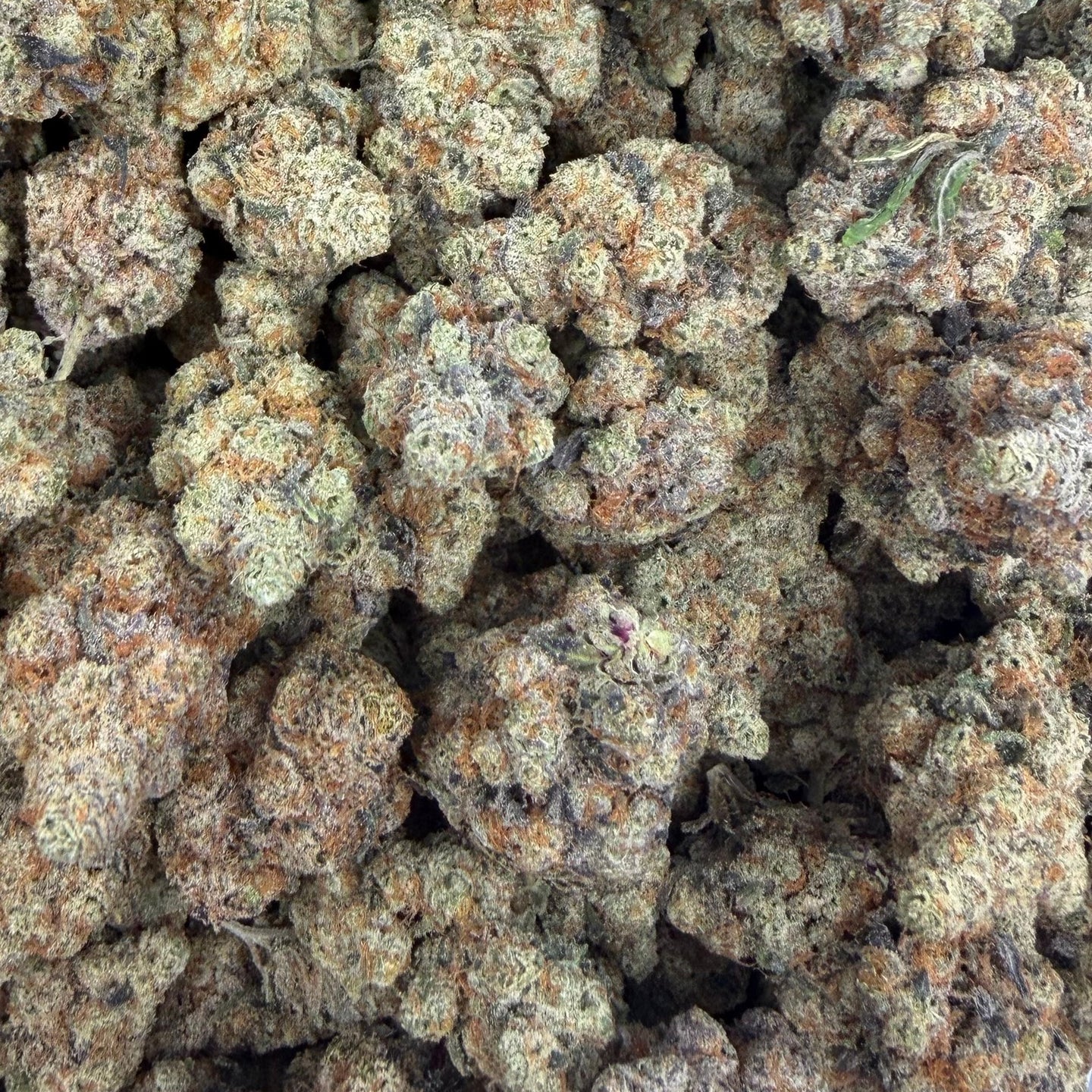Watermelon Gelato bulk THCA flower — Plain Jane 1 lb