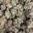 Watermelon Gelato bulk THCA flower — Plain Jane 1 lb