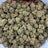 Wedding Punch bulk THCA flower — Plain Jane 1 lb