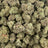 Wedding Punch bulk THCA flower — Plain Jane 1 lb