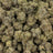 White Chocolate Chip bulk THCA flower — Plain Jane 1 lb